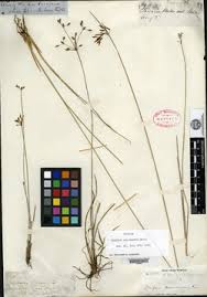 Image result for Fimbristylis complanata