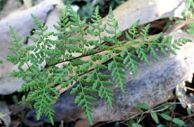 Image result for Cheilanthes involuta