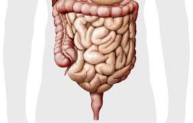 By slowing the transit of chyme, segmentation and a. The Human Digestive System National Geographic Kids