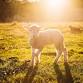 Fall Fiber Festival & Sheep Dog Trials