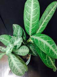植物龍脷葉苗龍利葉化痰止咳清熱潤肺易重藥用價值高盆栽可觀賞用煲湯蔬菜sauropi folium plant gardening 傢俬 家居 gardening