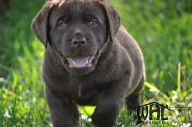 Fox red yellow lab puppies. Pin By A D On Lab Puppies Labrador Puppies For Sale Labrador Puppy Lab Puppies