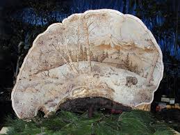 Image result for Ganoderma applanatum