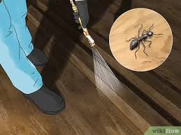The odorous house ant (tapinoma sessile) are usually found in soil mounds or near your geyser as they are attracted to the warmth. How To Get Rid Of Ants In The House 11 Steps With Pictures