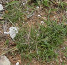 Image result for Enteropogon monostachyos