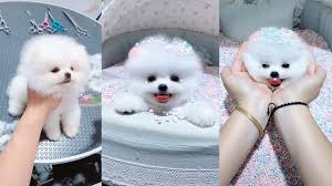 Professional dog trainers · instant access courses Wow Animals Cute Puppy Cute And Funny Pomeranian Videos