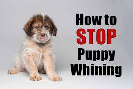 How To Stop Puppy Whining And Prevent Separation Anxiety