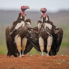 Birds Of A Feather Movie Visit Birds Of A Feather On Pinterest Funny Bird Pictures Animals Funny Birds