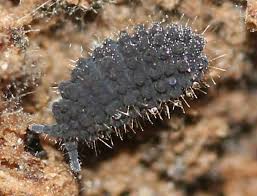 Neanuridae Springtails Arthropods Arachnids