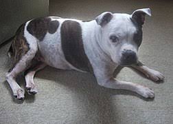 Staffordshire Bull Terrier Wikipedia