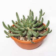 Image result for Euphorbia lissosperma