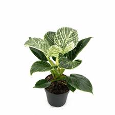 It shows you when it's not happy, which makes it the perfect plant for beginners. Philodendron Birkin Plant Nestreeo Com