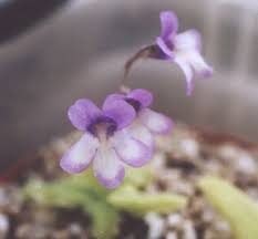 Image result for Disperis reichenbachiana