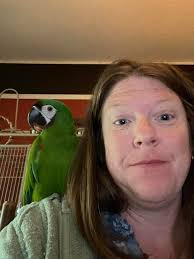 Lost macaw in San Jose, McKee and Toyon