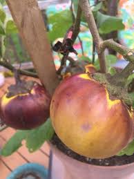 Image result for Solanum aethiopicum