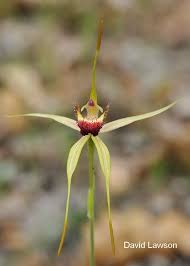 Image result for Dysphania procera