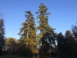 We did not find results for: Douglas Fir