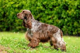 Английский кокер-спаниель: фото, характер, описание породы | PEDIGREE®