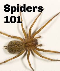 Others, like brown/black recluses or black widows can be serious. A Guide To Identifying Common Spider Species Hobo Spider Spider Bites Spider Identification