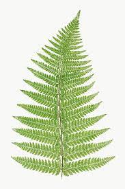 Aspidium Angulare Fern Leaf Illustration Transparent Png Premium Image By Rawpixel Com Nam Leaf Illustration Illustration Botanical Illustration