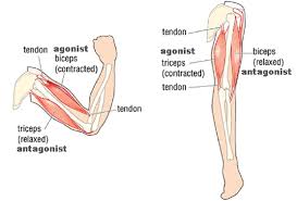 Check spelling or type a new query. Mechanics Of The Human Body Nritarutya