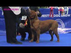 To learn more about each adoptable dog, click on the i american staffordshire terrier. Labrador Dogs Icin 100 Fikir Kopek Yavru Kopek Hayvanlar