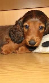 Curly Eared Doxie Baby Weiner Dog Dachshund Puppy Long Haired Dachshund Dog