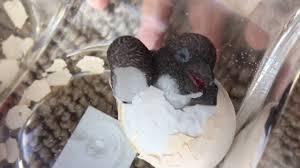 And how long can eggs last between collection and incubation, anyway? Hatch Ems Penguin Egg Day 3 Youtube
