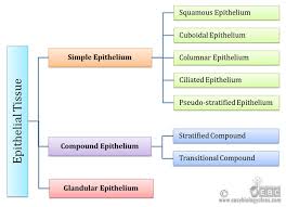 3 types of cell junctions are found in the epithelium and other tissues. Types Of Epithelial Cells With Examples Easy Biology Class