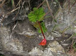 Image result for Begonia poculifera