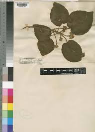 Image result for Dombeya acutangula