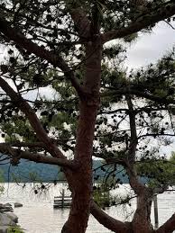 What kind of tree is this app. Anyone Know What Kind Of Tree This Is Saw It And Really Liked It Curious What Kind It Is Sfwtrees