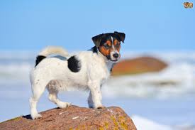 The parson russell terrier has exceptional strength and endurance. Jack Russell Colours And Coat Types Pets4homes
