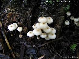 Image result for Marasmius rotula