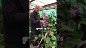 Image result for Bartlettina