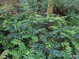 Image result for Maerua nervosa