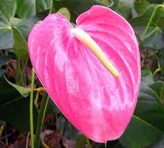 Tickled Pink Anthurium Plant Easy To Grow House Plant 6 Pot Great Gift Anthurium Plant House Plants Anthurium