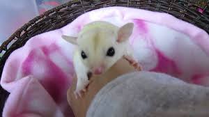 Leucistic Sugar Glider Sukie The Acrobat 4 Weeks Oop Youtube