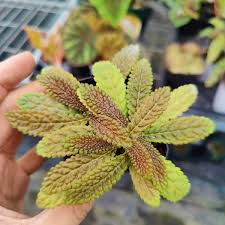 Image result for Gesneriaceae