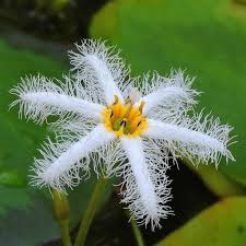 Image result for Nymphoides senegalensis