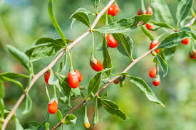Grow goji berry plants in containers gogi berry plants can easily be grown in containers on your deck or patio. How To Grow Your Own Superfoods Modern Farmer