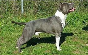 The american bulldog and american staffordshire terrier mix is a loyal dog bred as a brush your dog's teeth two or three times a week, check their ears and eyes for signs of infection or injury final thoughts. Blue Eyes Del Jinko S Salentino