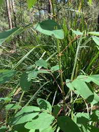Image result for Desmodium tortuosum