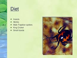 Like many spiders, the black widow spider eats other arachnids and insects that get caught in their webs. Red Back Spider Red Back Spiders Are Not Insects Ppt Download