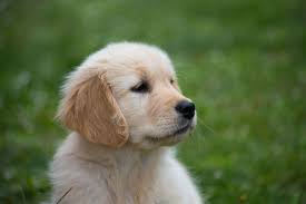 They love spending their time outdoors and will swim and fetch all day long. Golden Retriever Puppy Eshaal S Pet Care