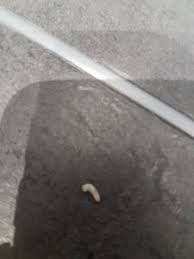 Yeah, but it's all true. Maggots Roaming Bathroom Floor Could Be Clothes Moth Larvae Or House Fly Larvae All About Worms