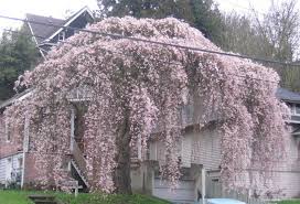 It has a strong weeping habit and is relatively narrow for a weeping. Huge Weeping Cherry Tree Weeping Cherry Tree Weeping Cherry Cherry Blossom Tree