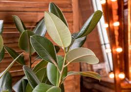 Image result for Ficus chirindensis