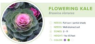 Newgardenplants.com's selection includes perennials, annuals, petunias, coneflowers, and other flowers and plants. 20 Annual Flowers For Every Season Proflowers