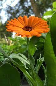 Pin On Calendula